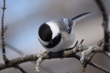 Fototapeta premium chickadee