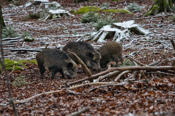 Wildschwein Eber Rudel beim Fressen im Wald im Winter