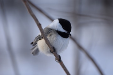 chickadee