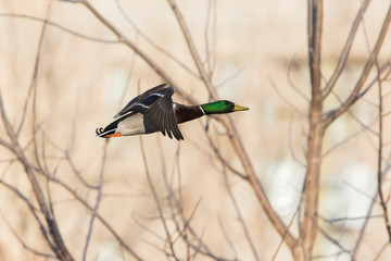 Mallard in flight
