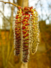 alder catkins hang on a tree in spring