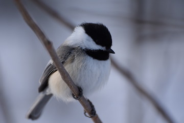 chickadee