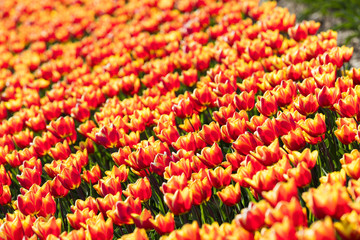 blühendes Tulpenfeld in den Niederlanden im Frühling