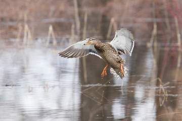 Mallard in flight