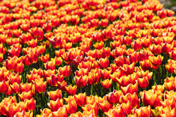 blühendes Tulpenfeld in den Niederlanden im Frühling