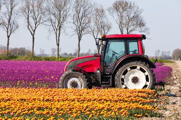 Traktor am Tulpenfeld in den Niederlanden im Frühling © Christian Schwier