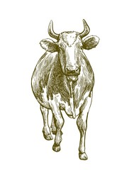 breeding cow. animal husbandry. livestock illustration on a white