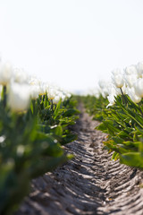 weiße Tulpen in den Niederlanden im Frühling