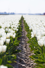 weiße Tulpen in den Niederlanden im Frühling © Christian Schwier