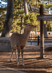 Sika Deer in Nara Park I