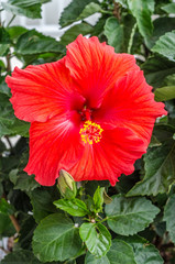 hibiscus