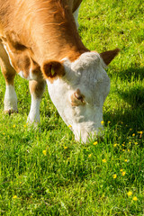 Naklejka na ściany i meble Cow graze on the summer meadow