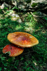 red fly agaric in the summer forest
