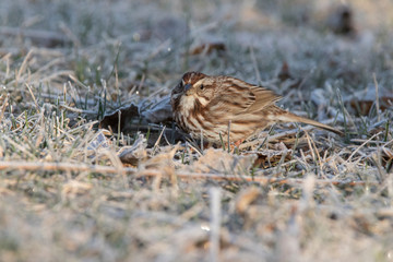 song sparrow (Melospiza melodia) in early spring