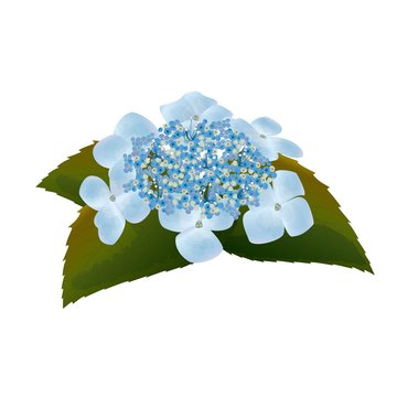 1 645 Best 額紫陽花 Images Stock Photos Vectors Adobe Stock 1 645 Best 額紫陽花 Images Stock Photos Vectors Adobe Stock