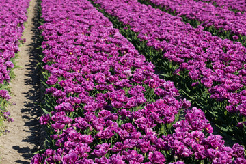 blühendes Tulpenfeld in den Niederlanden im Frühling