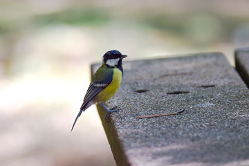 Vendée, France: blue tit (Cyanistes caeruleus) passerines of the paridae family.