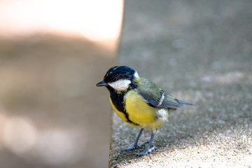 Vendée, France: blue tit (Cyanistes caeruleus) passerines of the paridae family.