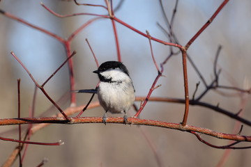 chickadee