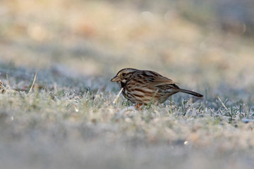 song sparrow (Melospiza melodia) in early spring