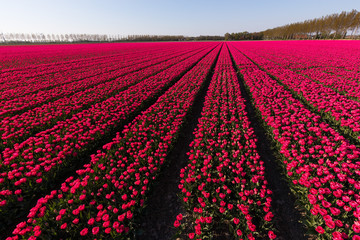 blühendes Tulpenfeld in den Niederlanden im Frühling