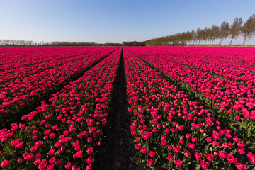 blühendes Tulpenfeld in den Niederlanden im Frühling