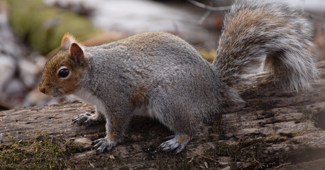 squirrel