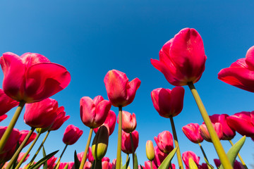 Fototapeta premium blühendes Tulpenfeld in den Niederlanden im Frühling aus der Froschperspektive