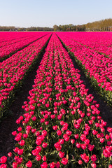 blühendes Tulpenfeld in den Niederlanden im Frühling