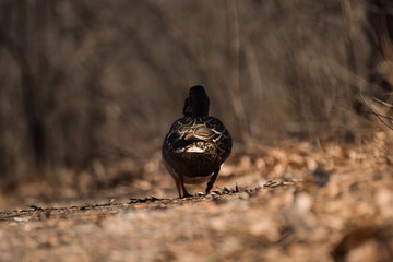 duck