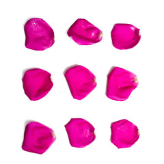a group of nine rose petals on a white background