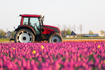 Traktor am Tulpenfeld in den Niederlanden im Frühling © Christian Schwier