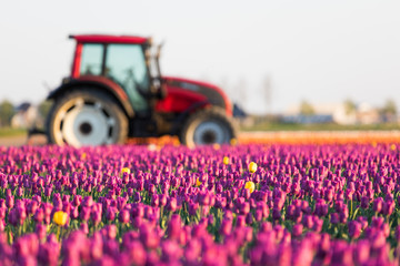 Traktor am Tulpenfeld in den Niederlanden im Frühling © Christian Schwier