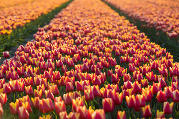 blühendes Tulpenfeld in den Niederlanden im Frühling