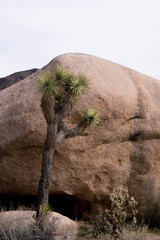 Joshua tree textures