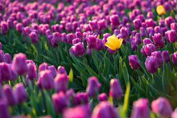 blühendes Tulpenfeld in den Niederlanden im Frühling