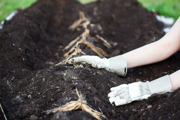A young woman's hands planting a row of Asparagus rhizomes or crowns in a raised bed filled with...