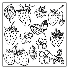 Strawberry leaves flowers doodle hand drawn graphics vector