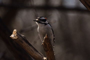 wodpecker