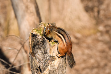 chipmunk
