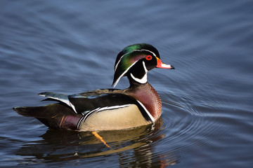 wood duck