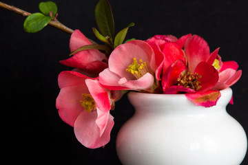 Naklejka na ściany i meble A rose flower of Japanese rose. Flowers white vase, black background