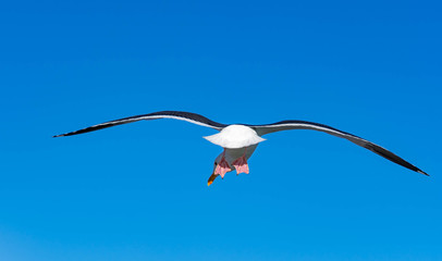 Close up shot of a Seagull bird while flying against blue sky