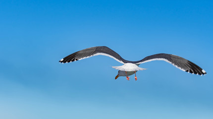 Close up shot of a Seagull bird while flying with wings wide open and gliding against blue sky