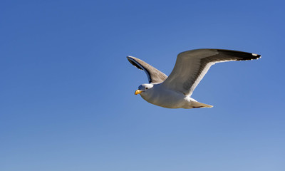 Close up shot of a Seagull bird while flying with wings wide open and gliding against blue sky
