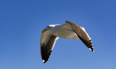 Close up shot of a Seagull bird while flying with wings wide open and gliding against blue sky
