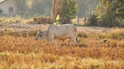 Southeast Asia white cow in rice filed in dry season