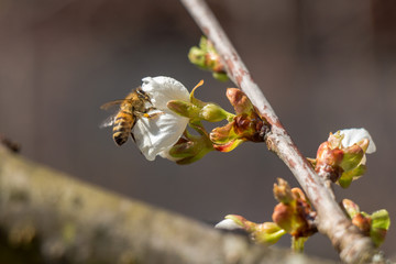 Abeille sur fleur de cerisier