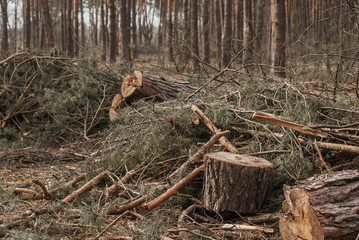 branches and logs were left from the trees. deforestation is an environmental problem,