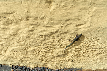 lizard on wall